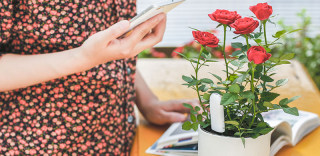 小米花花草草监测仪,种植花草就是这么简单