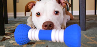 GoBone:狗狗玩具也智能化了,interesting!