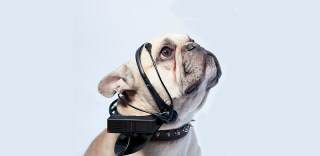 No More Woof脑电波翻译器:让你也能读懂狗狗的语言