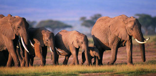 《The Protectors》 VR纪录片:罪恶象牙背后的守护者