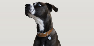 Link AKC智能项圈:全方位关爱狗狗的终极装备