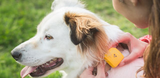 有了Findster Duo宠物定位项圈,再也不怕狗狗跑丢了!