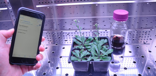 菠菜是要涨价了吗?研究发现菠菜竟可用于检测爆炸物