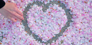 又到一年赏樱季,赶紧带上谷歌翻译来一次樱花之旅吧