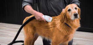 狗狗经常拱一身泥回家?BarkBath洗澡神器来拯救你了