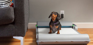 如果铲屎官不用再铲屎,那会怎么样?BrilliantPad狗厕所告诉你