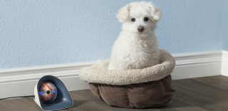 智能遥控+自动拍摄,Pebby宠物球堪称汪星人最佳玩具!