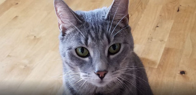 铲屎官最爱：Google Lens新增猫狗品种识别功能，云吸猫更方便