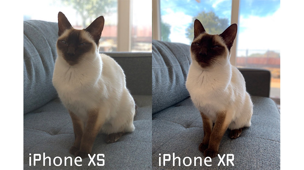 iPhone XR人像模式解锁，可作用于动物