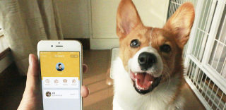 支付宝宠物防丢失码上线:主人信息录入二维码,防止宠物走丢