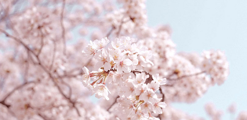2020日本樱花季预测时间表，什么时候去看樱花最合适？