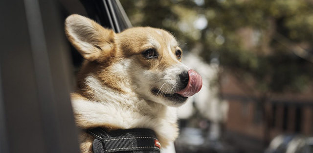 Uber Pet服务登陆中国香港，额外支付20元即可携带宠物出行